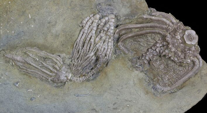 Three Species of Crinoids On One Plate - Crawfordsville, Indiana #68560